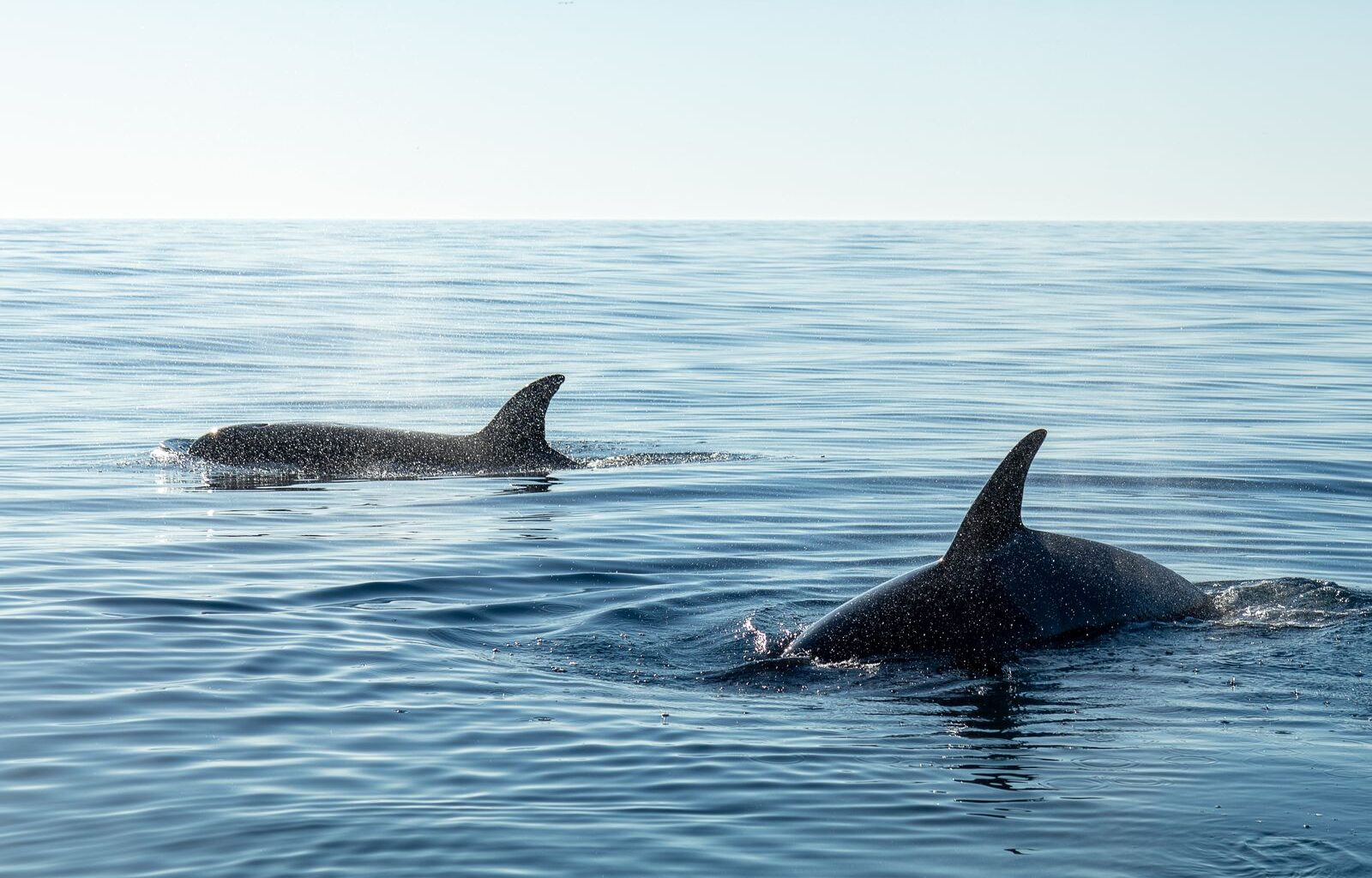 Sperm whales sleep vertically in pods near the ocean surface, motionless and silent for brief stretches, in a posture marine biologists first documented with acoustic tags in 2008
