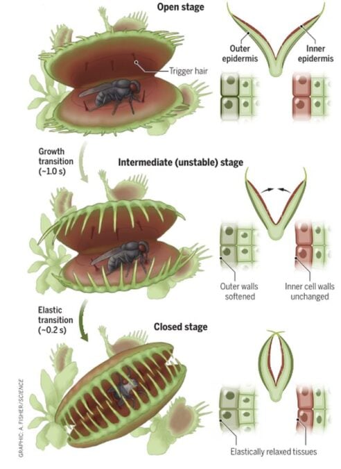 Scientists Finally Discover How Venus Flytraps Exceed The Plant Speed Limit