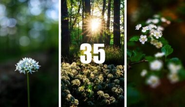 Shooting Landscapes at f/1.2: Viltrox 35mm Test