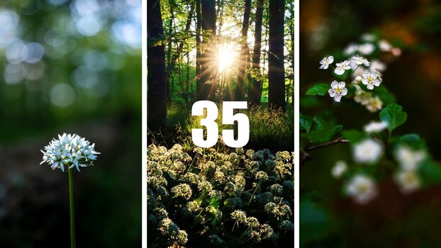 Shooting Landscapes at f/1.2: Viltrox 35mm Test
