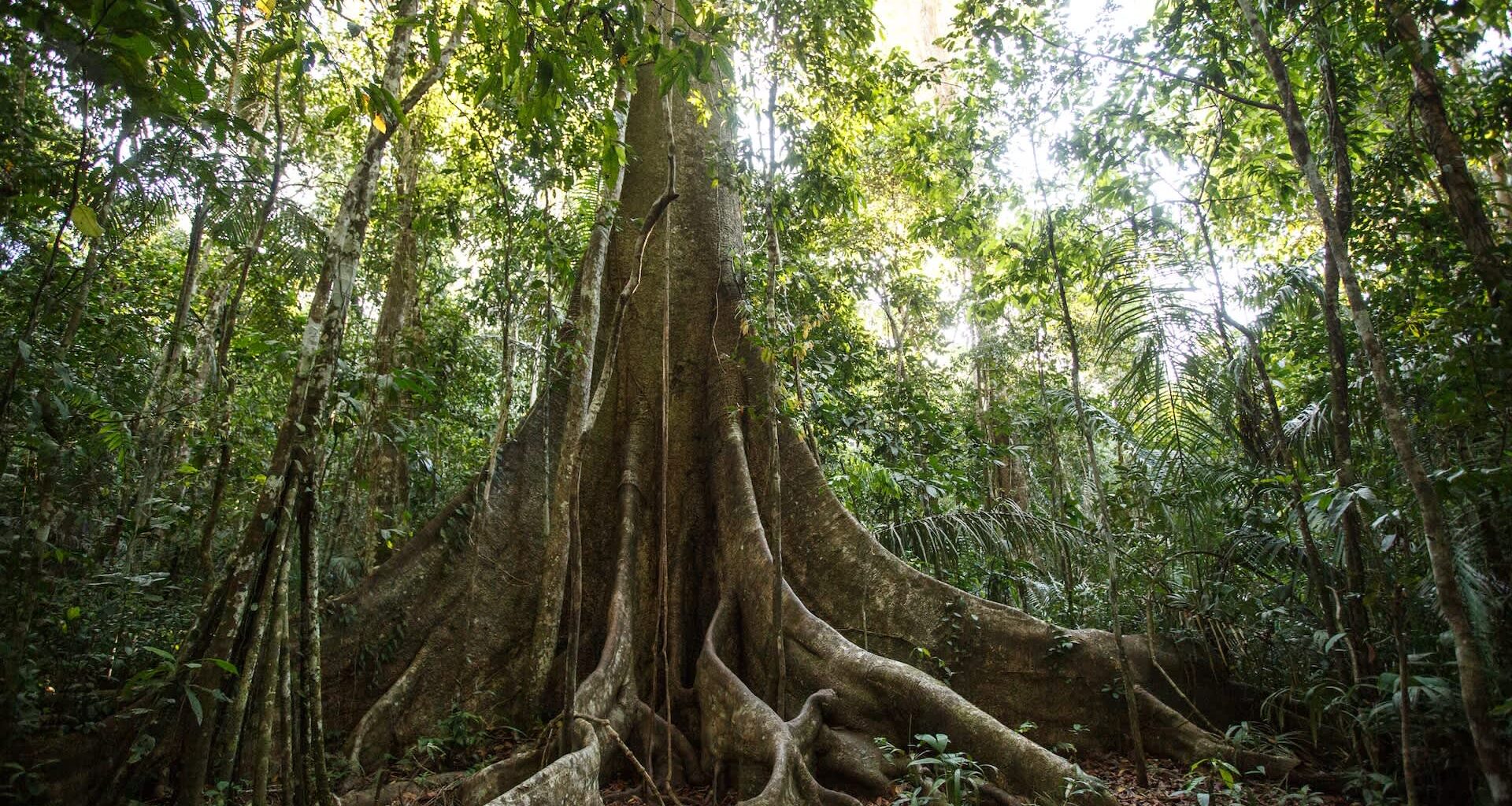 A large, majestic tree with sprawling roots surrounded by dense green foliage in a rainforest.
