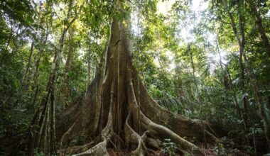A large, majestic tree with sprawling roots surrounded by dense green foliage in a rainforest.