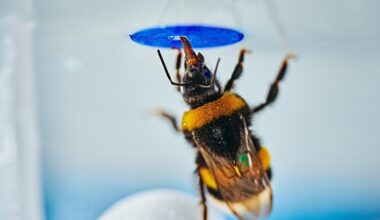 Bumblebees prove to be smart problem-solvers in a new study : NPR