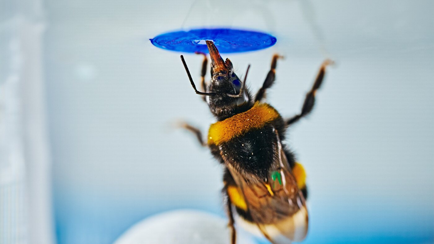 Bumblebees prove to be smart problem-solvers in a new study : NPR