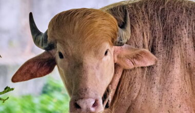 Albino buffalo named Donald Trump draws crowds in Bangladesh