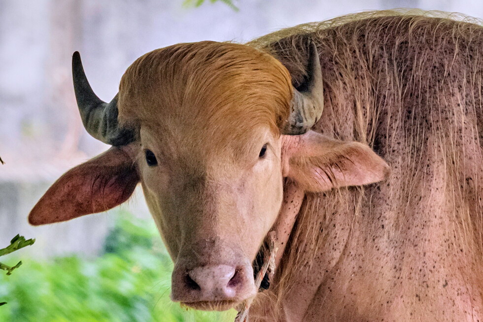 Albino buffalo named Donald Trump draws crowds in Bangladesh
