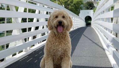 There's a star in the making at this week's Curtis Cup, and it's Bel-Air's beloved course dog – Australian Golf Digest