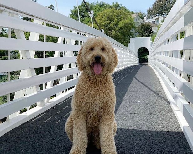 There's a star in the making at this week's Curtis Cup, and it's Bel-Air's beloved course dog – Australian Golf Digest