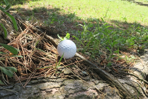 Rules of Golf Review: A tree is in ground under repair, but my ball is next to a root outside the marked area. Do I get relief?