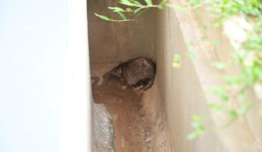 Average number of rat burrows falls 40% in early 2026: NEA