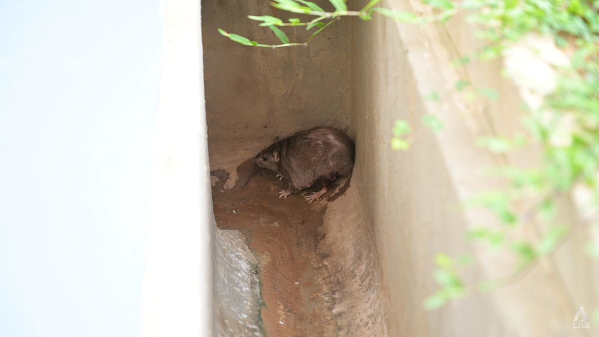 Average number of rat burrows falls 40% in early 2026: NEA
