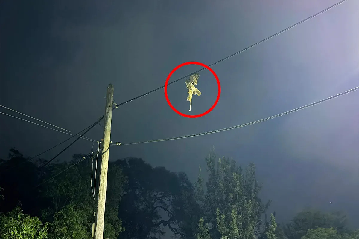 Aussie driver pulls over as street lights illuminate wild scene on powerlines