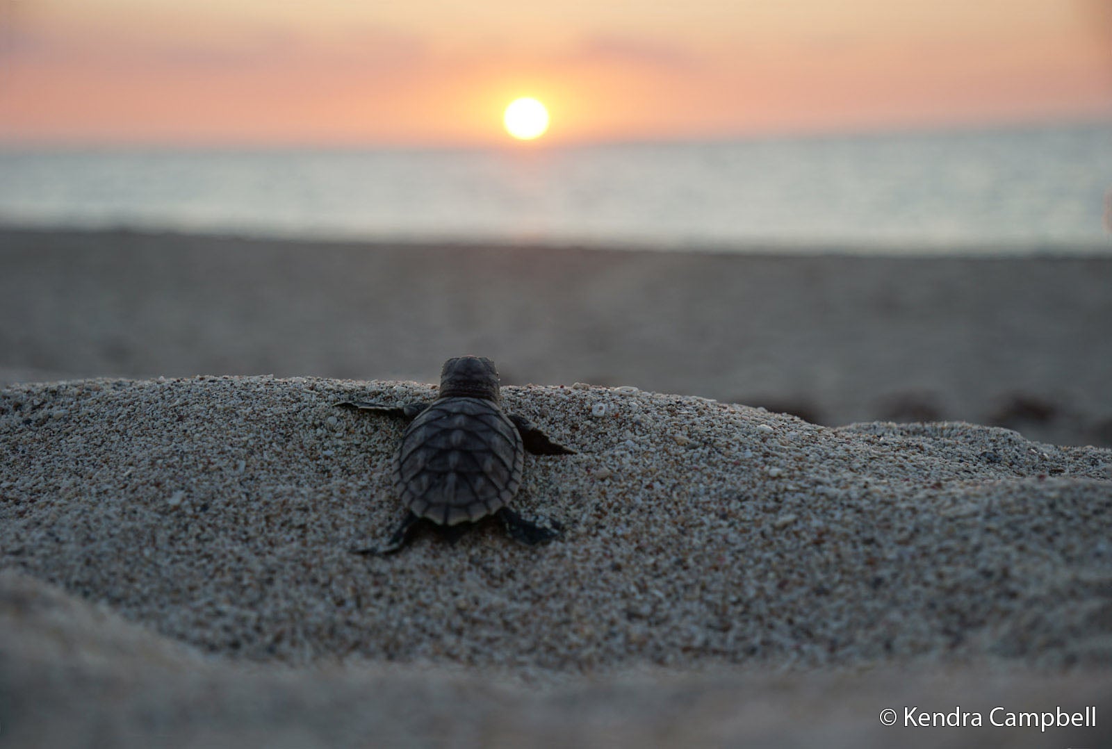 A baby sea turtle crawls across sandy beach toward the ocean as the sun sets, casting a warm glow over the water and sky.
