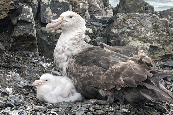 A southern giant petrel, the type of sub-Antarctic migratory bird washing up on Australian beaches infected by bird flu.
