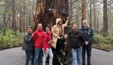 Gloucester Tree: Pemberton icon re-opens in time for WA school holidays after late 2023 closure