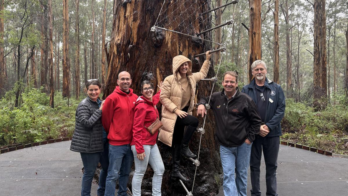 Gloucester Tree: Pemberton icon re-opens in time for WA school holidays after late 2023 closure