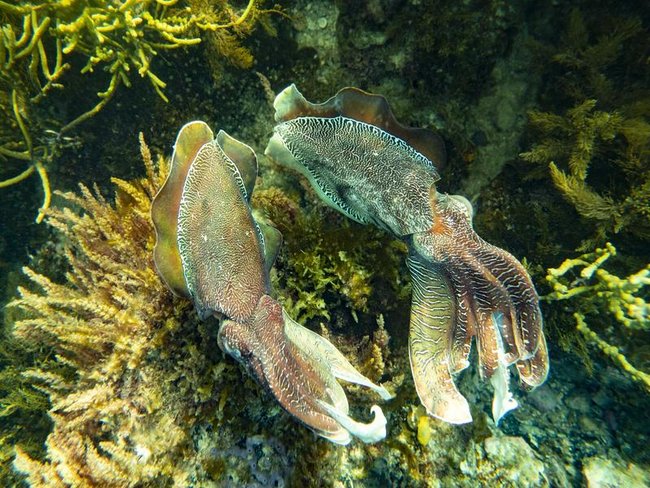 Giant cuttlefish gather in the Upper Spencer Gulf in South Australia to breed each winter. 