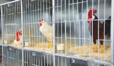 H5 Bird Flu makes it to Australian shores
