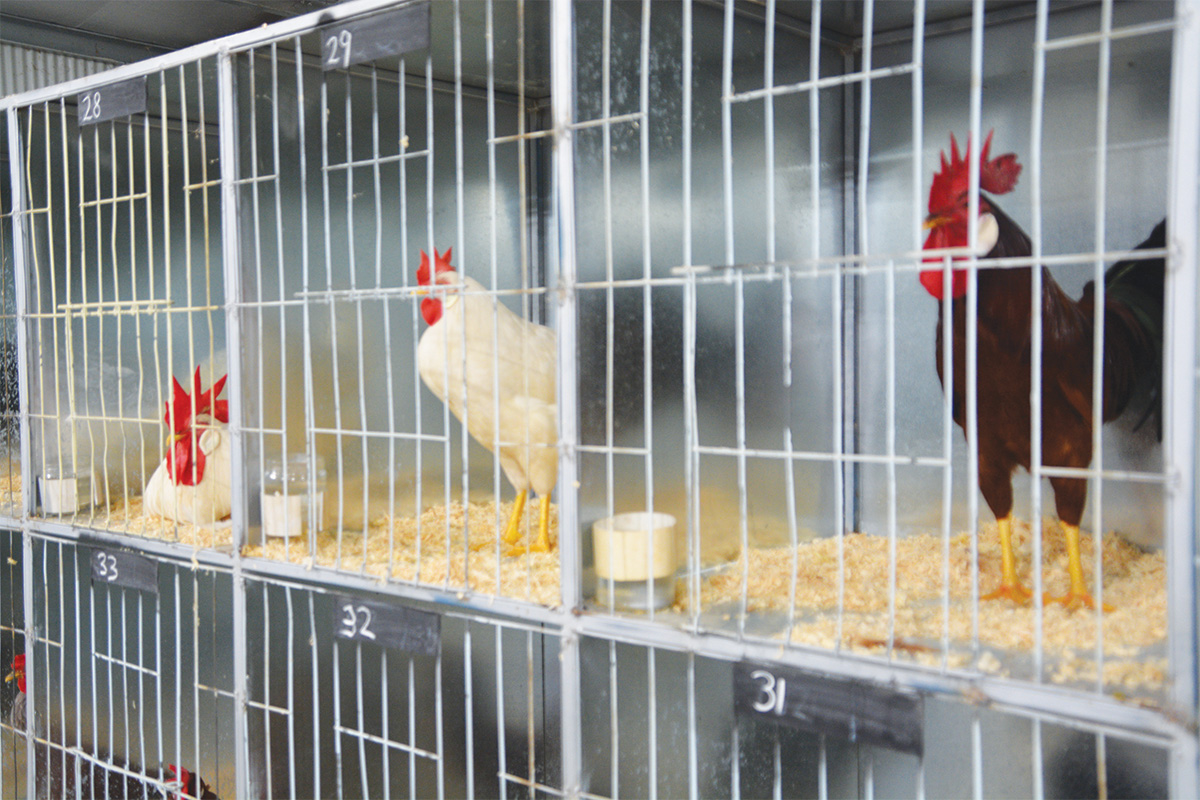 H5 Bird Flu makes it to Australian shores