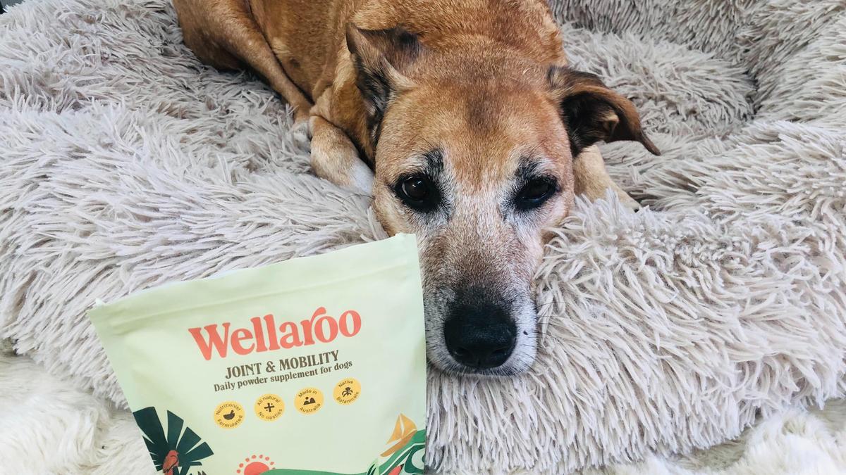 Why Aussie dog owners are ditching filler-heavy treats for single-ingredient, air-dried protein