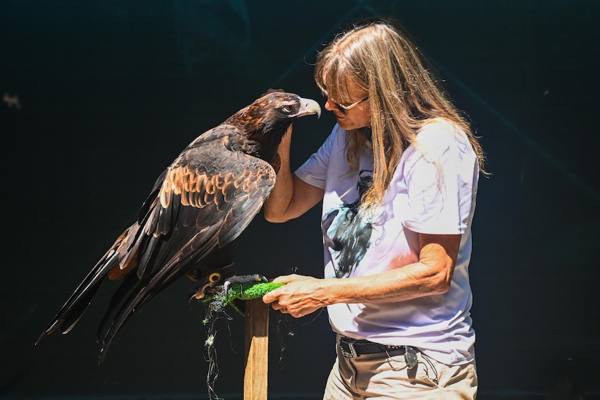 woman patting a wedge tail eagle