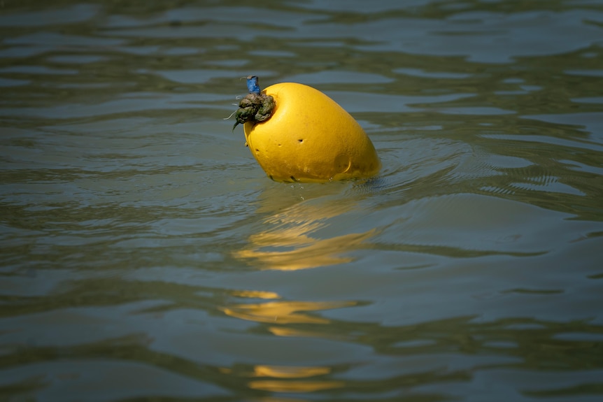 A yellow oval buoy floating in water with a green tinge to it.