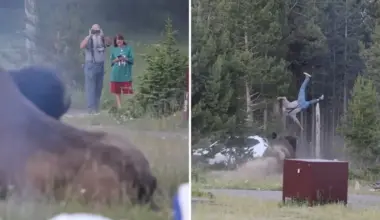 Yellowstone National Park in US: Tourist thrown in the air after being charged by 900kg bison