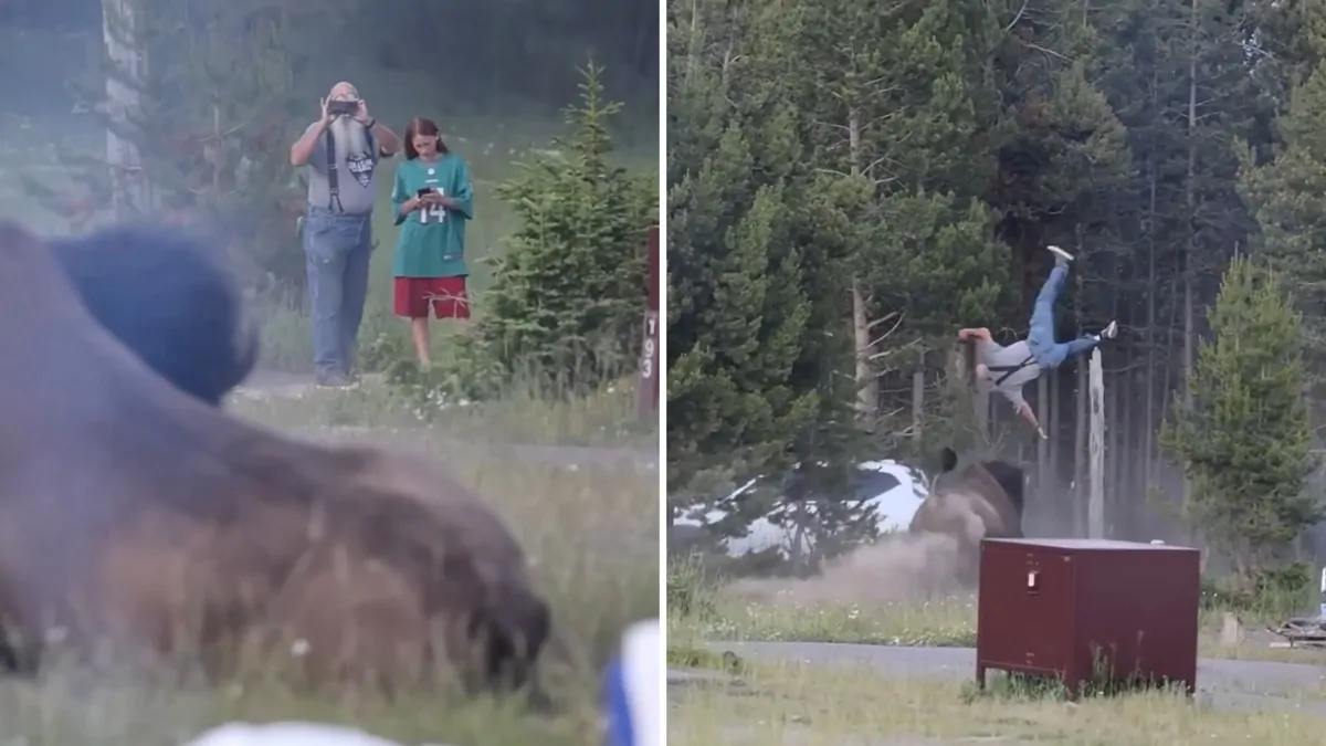 Yellowstone National Park in US: Tourist thrown in the air after being charged by 900kg bison