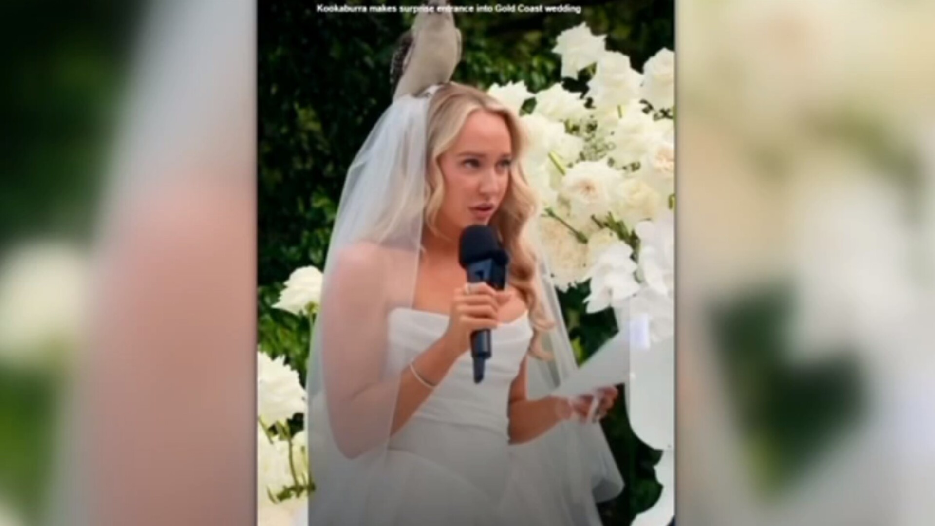 ‘Could have been potentially really bad’: Kookaburra lands on bride’s head at Qld wedding