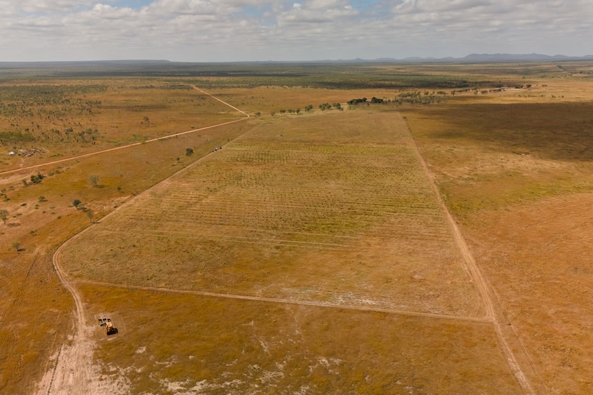 An areial view of trees planted in rows.