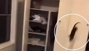 RSPCA Victoria investigates alleged cat-throwing video