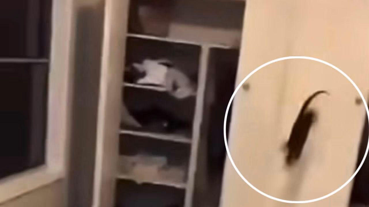 RSPCA Victoria investigates alleged cat-throwing video