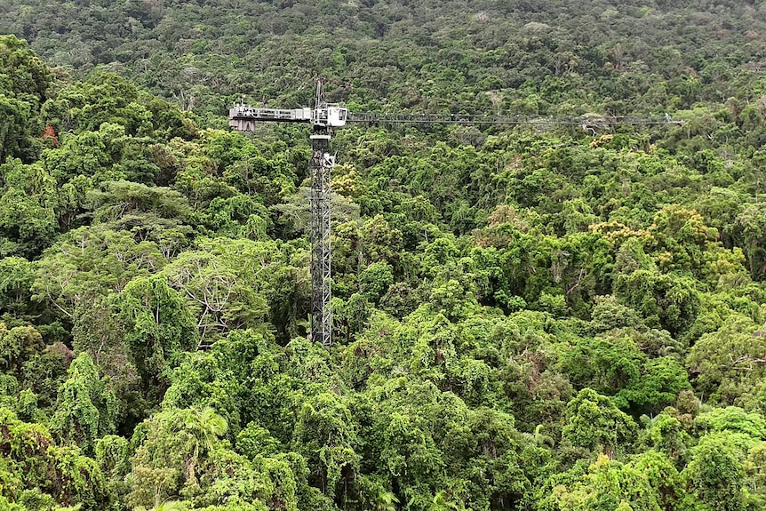 a large construction crane in a rainforest