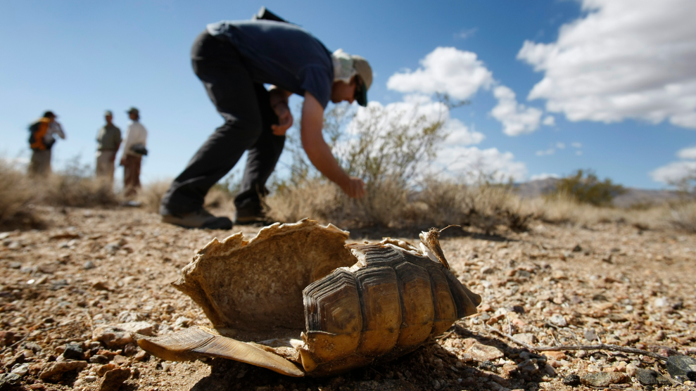 A dried out and empty tortous shell lies on the desert floor in front of a person who is crouched over by a shrub.