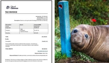 Neil the Seal’s damage bill revealed after 34-night Tasmanian holiday of chaos