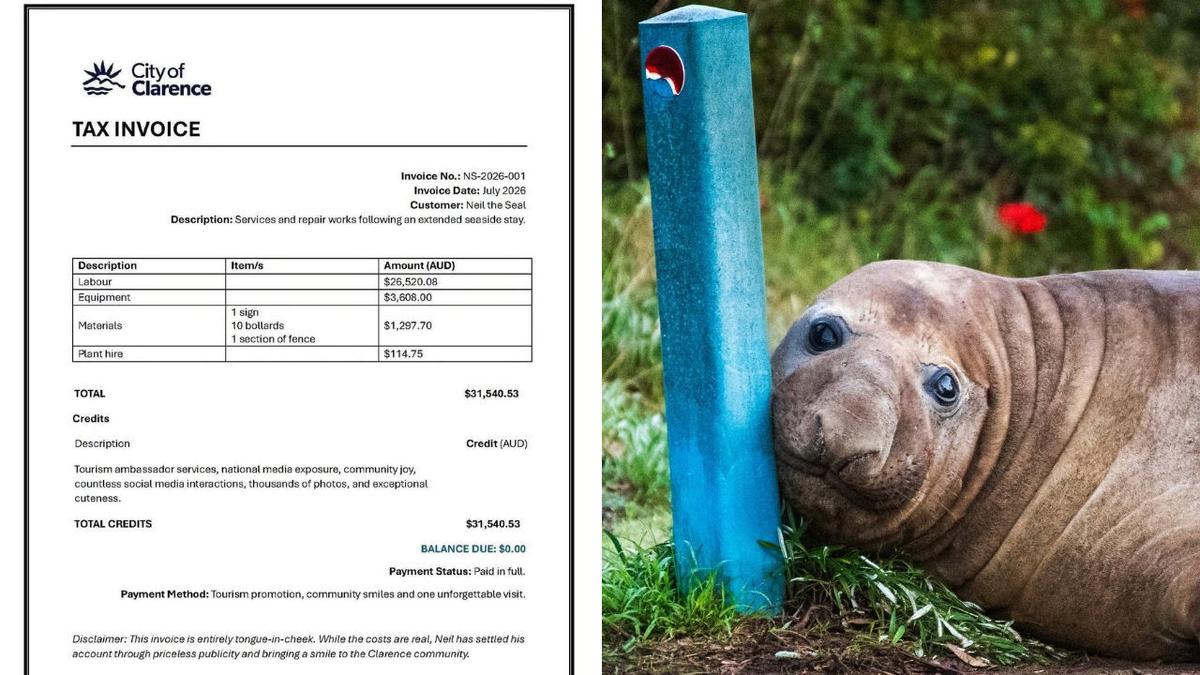 Neil the Seal’s damage bill revealed after 34-night Tasmanian holiday of chaos