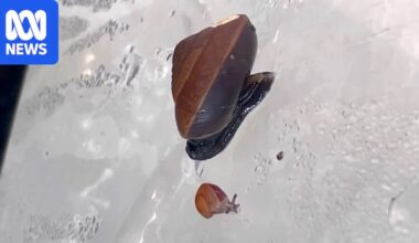 Rare snails thought to be extinct settle into new home on Norfolk Island