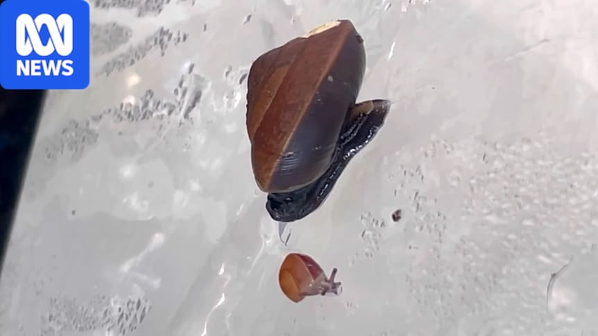 Rare snails thought to be extinct settle into new home on Norfolk Island