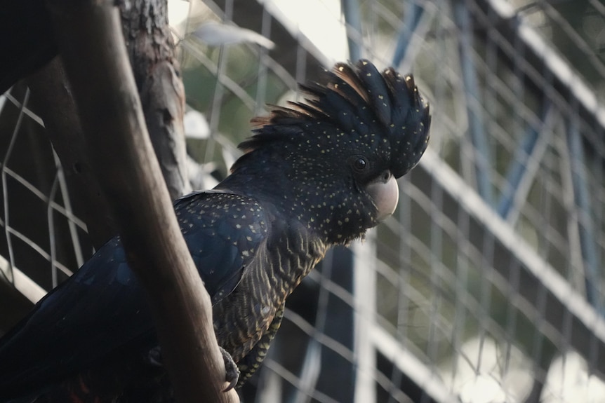 A close-up of black and red cockatoo with white spots all over it sitting on a branch.
