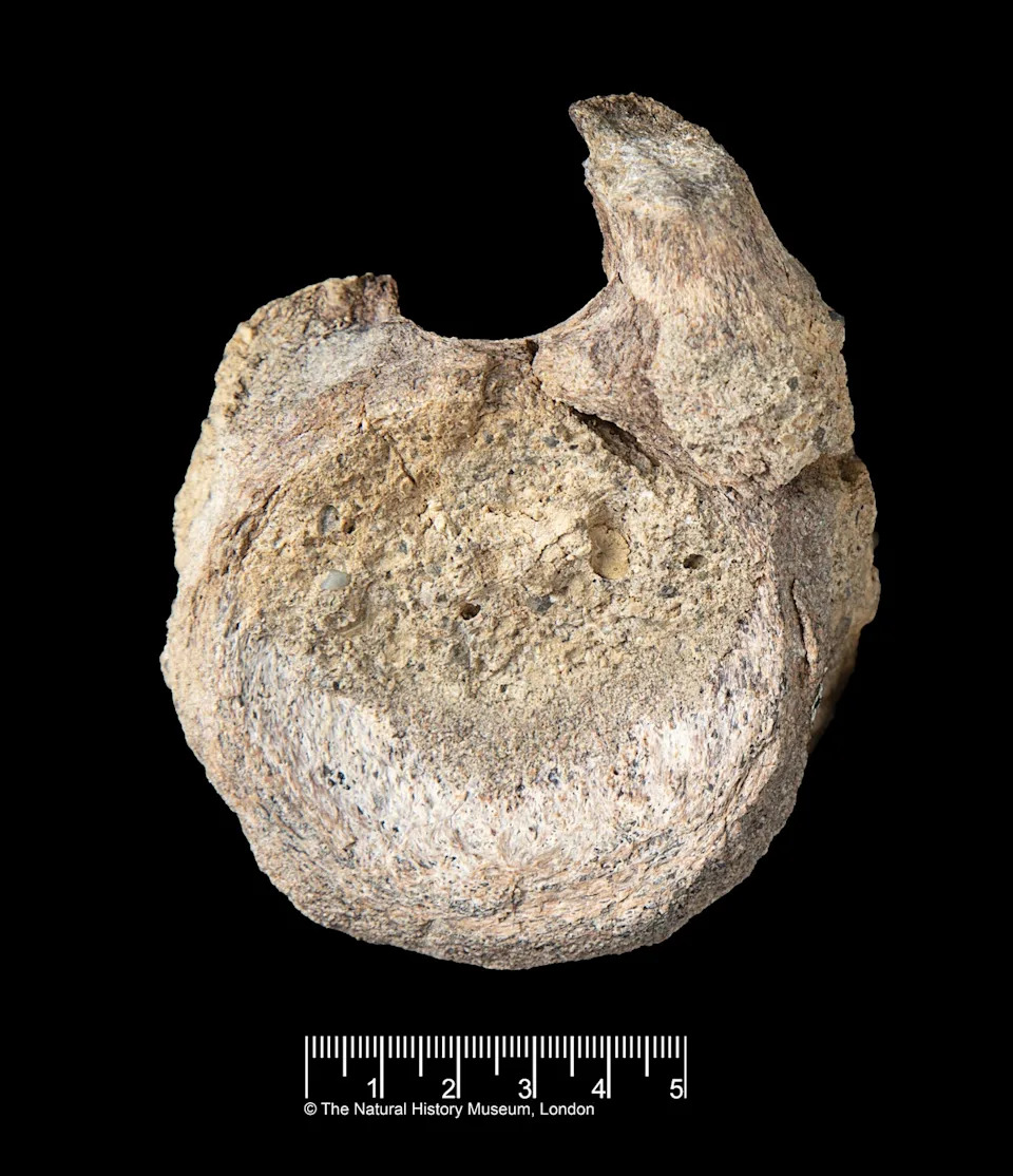 Scientists have stumbled on a rare dinosaur fossil from Antarctica, tucked away for decades in a drawer (© The Trustees of the Natural History Museum, London)
