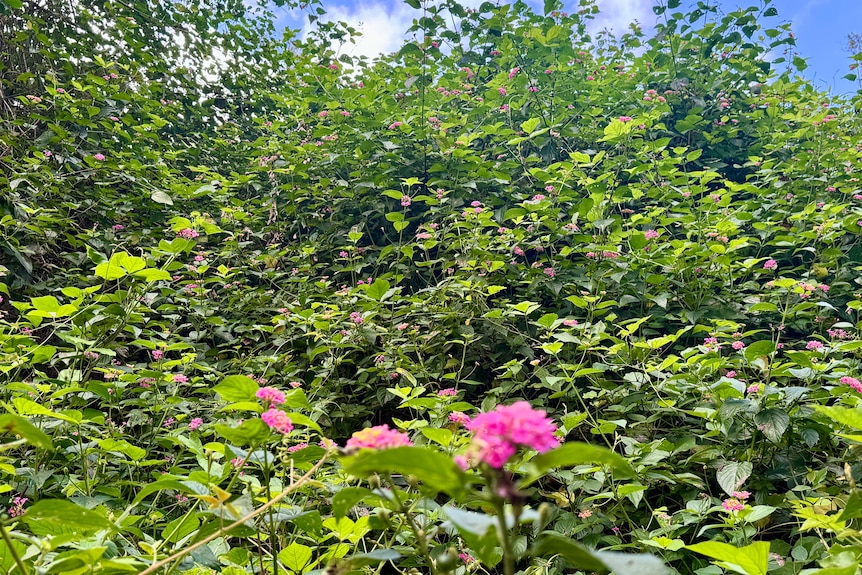 An area covered with a green-leafed plant and pink flowers.