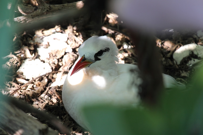 A white bird with a red beak sits in the bush