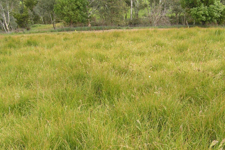 A meadow of medium height green-yellow grass.