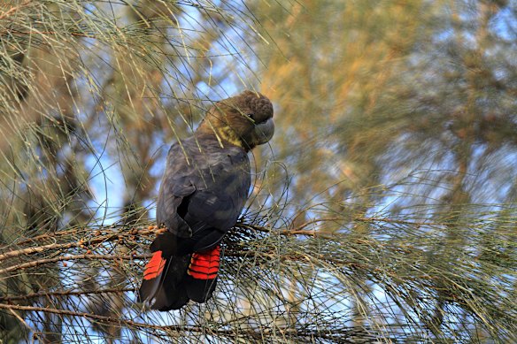 A glossy black cockatoo on Kangaroo Island.