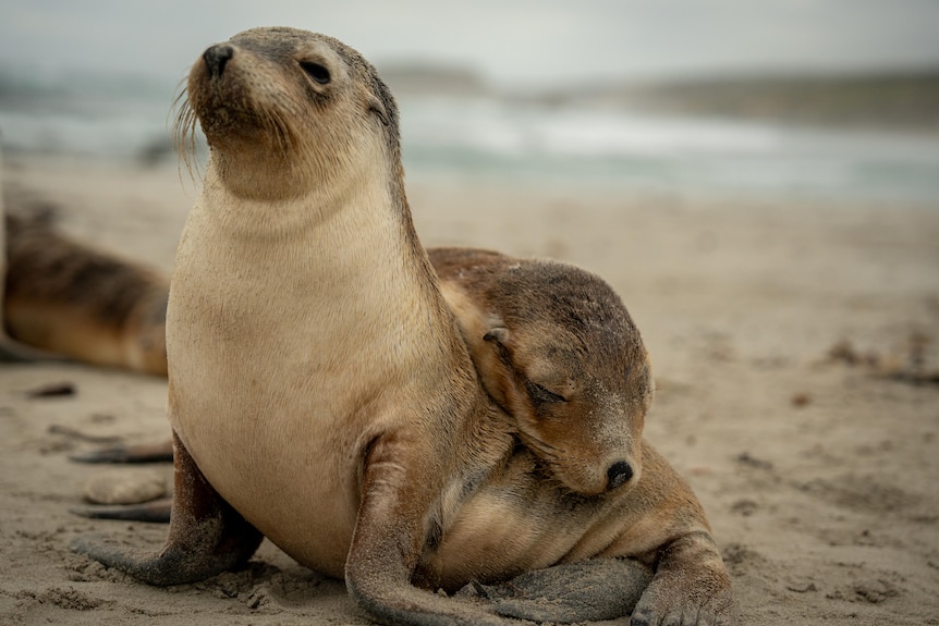 Two sea lion pups with one draped over the other
