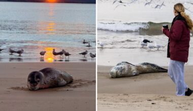 Young leopard seal spotted napping on greater Hobart beach