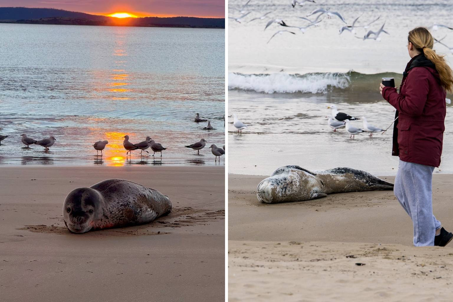 Young leopard seal spotted napping on greater Hobart beach