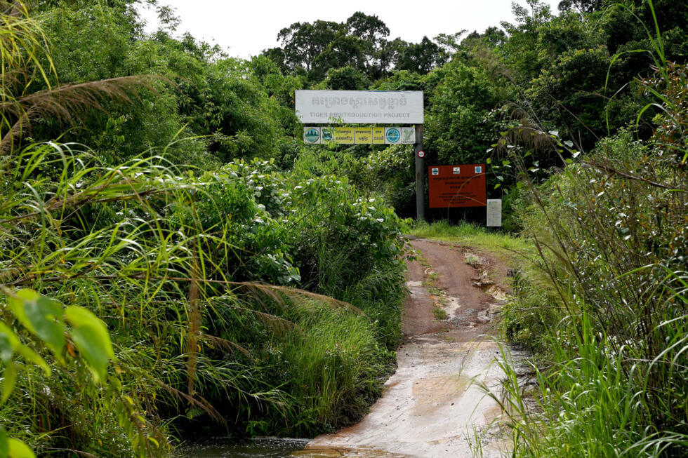 The tigers would start their new lives in a 40-hectare enclosure at the end of a red dirt track, around four kilometres from the nearest main road