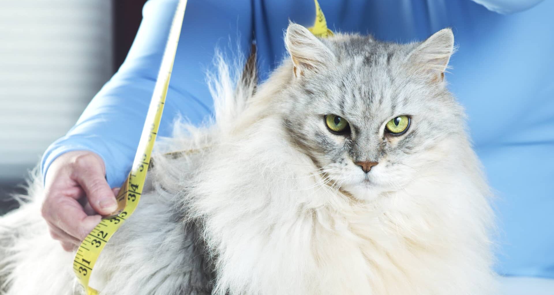 Ozempic for cats? GLP-1 weight-loss drugs are coming for your fat pet