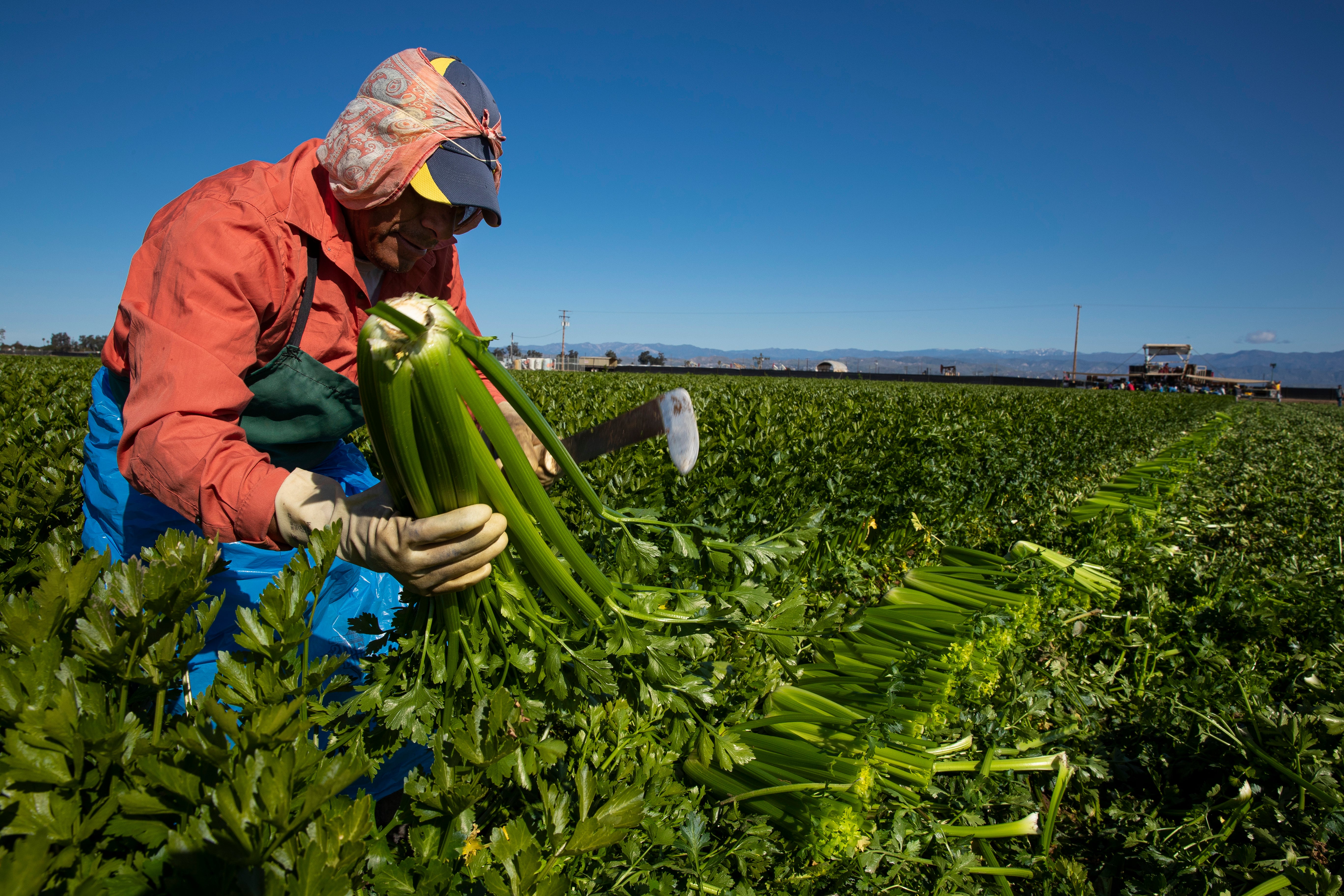 Celery is a water-rich food that Americans can rely on to supplement their hydration
